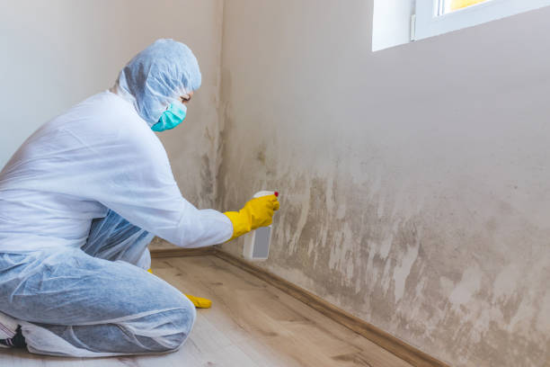 Professional mold removal team in Riverview