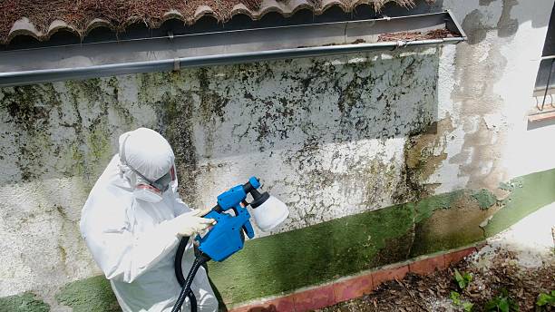 Mold Remediation service in Riverview, Riverview, MI